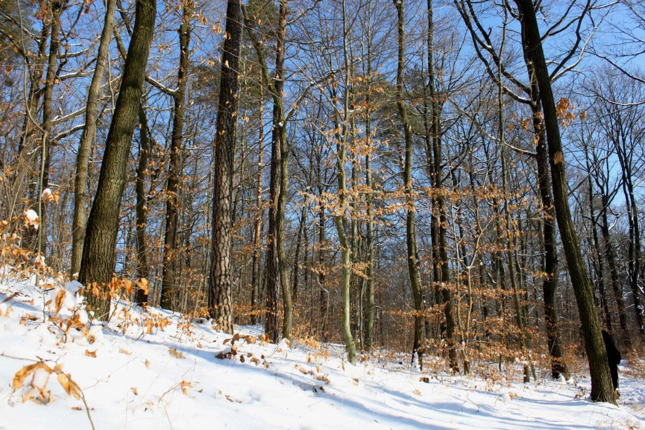 Ferienwohnung Natur Und Kunst Drezno Zewnętrze zdjęcie