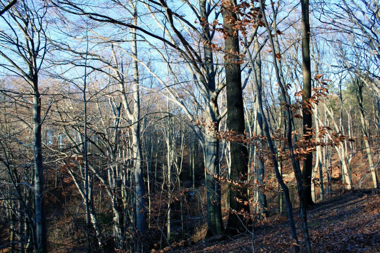 Ferienwohnung Natur Und Kunst Drezno Zewnętrze zdjęcie