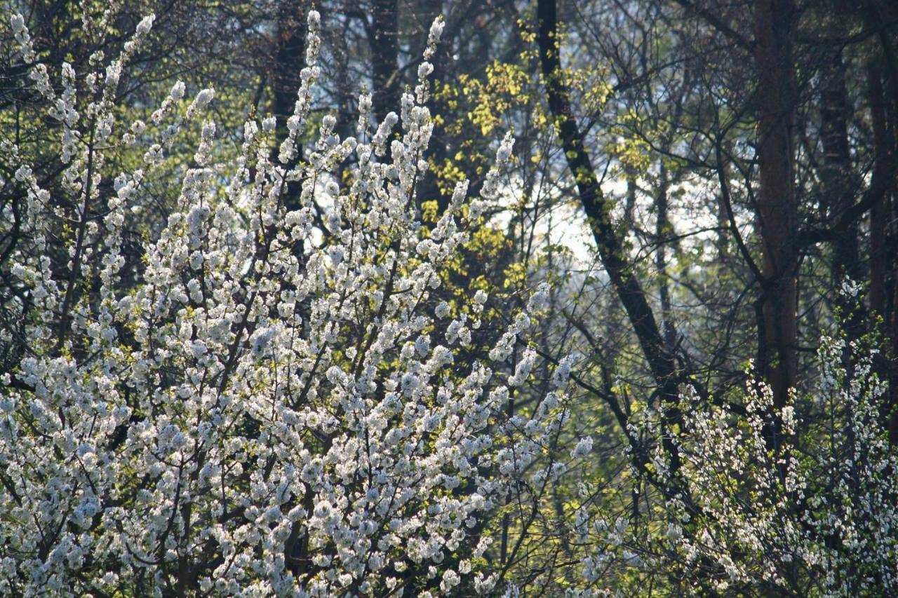 Ferienwohnung Natur Und Kunst Drezno Zewnętrze zdjęcie