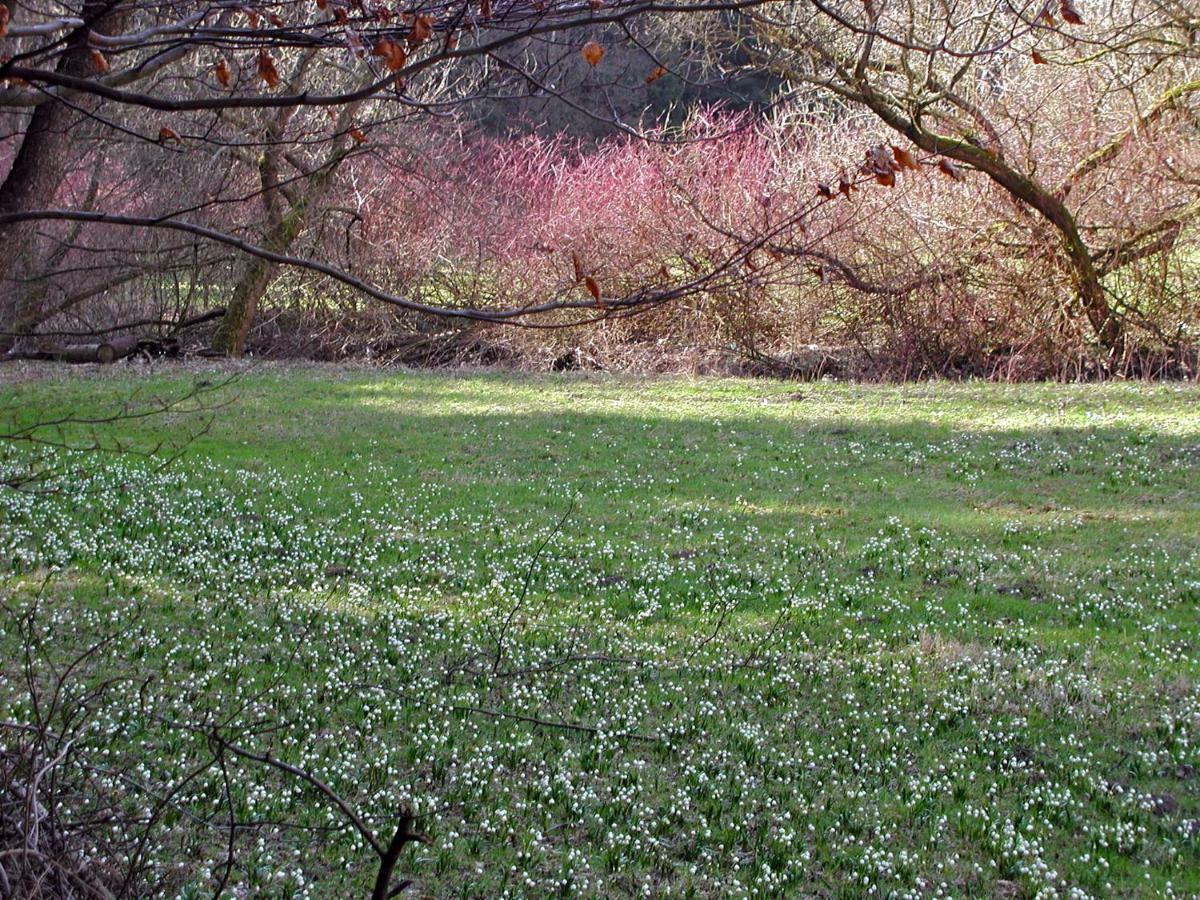 Ferienwohnung Natur Und Kunst Drezno Zewnętrze zdjęcie