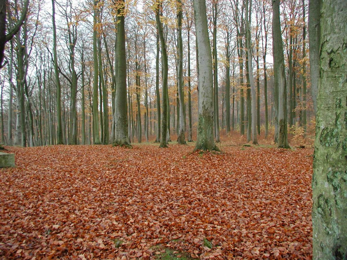 Ferienwohnung Natur Und Kunst Drezno Zewnętrze zdjęcie