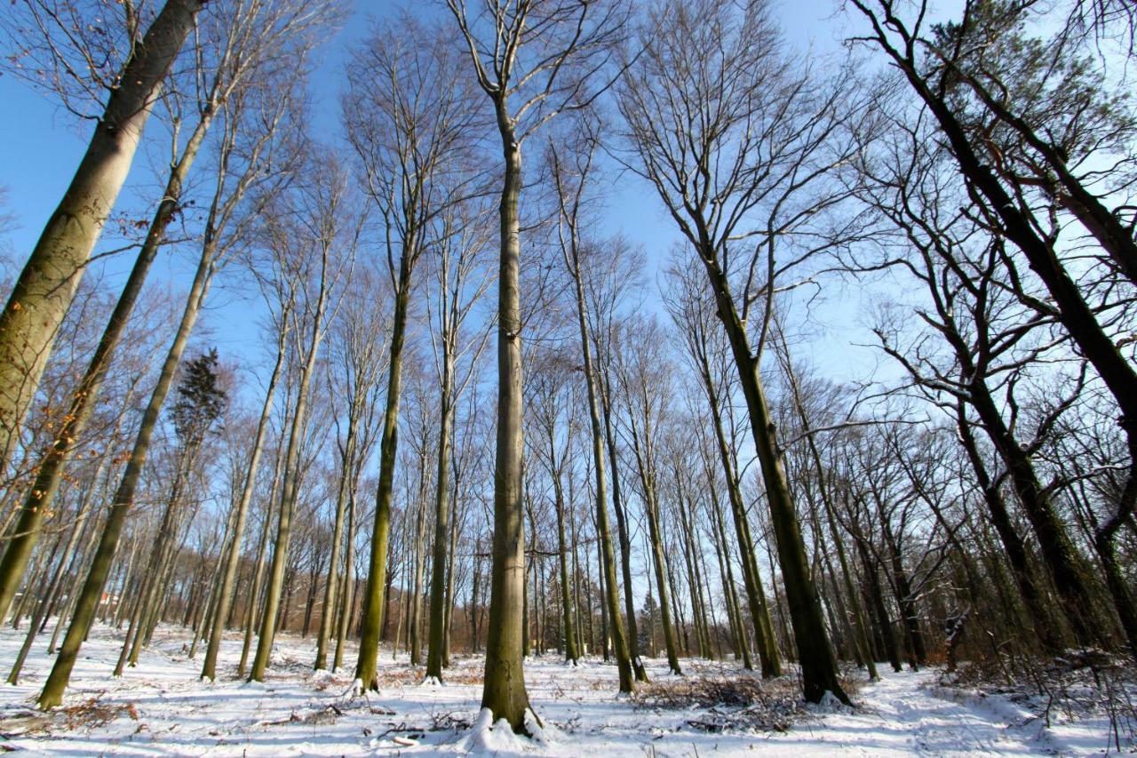 Ferienwohnung Natur Und Kunst Drezno Zewnętrze zdjęcie